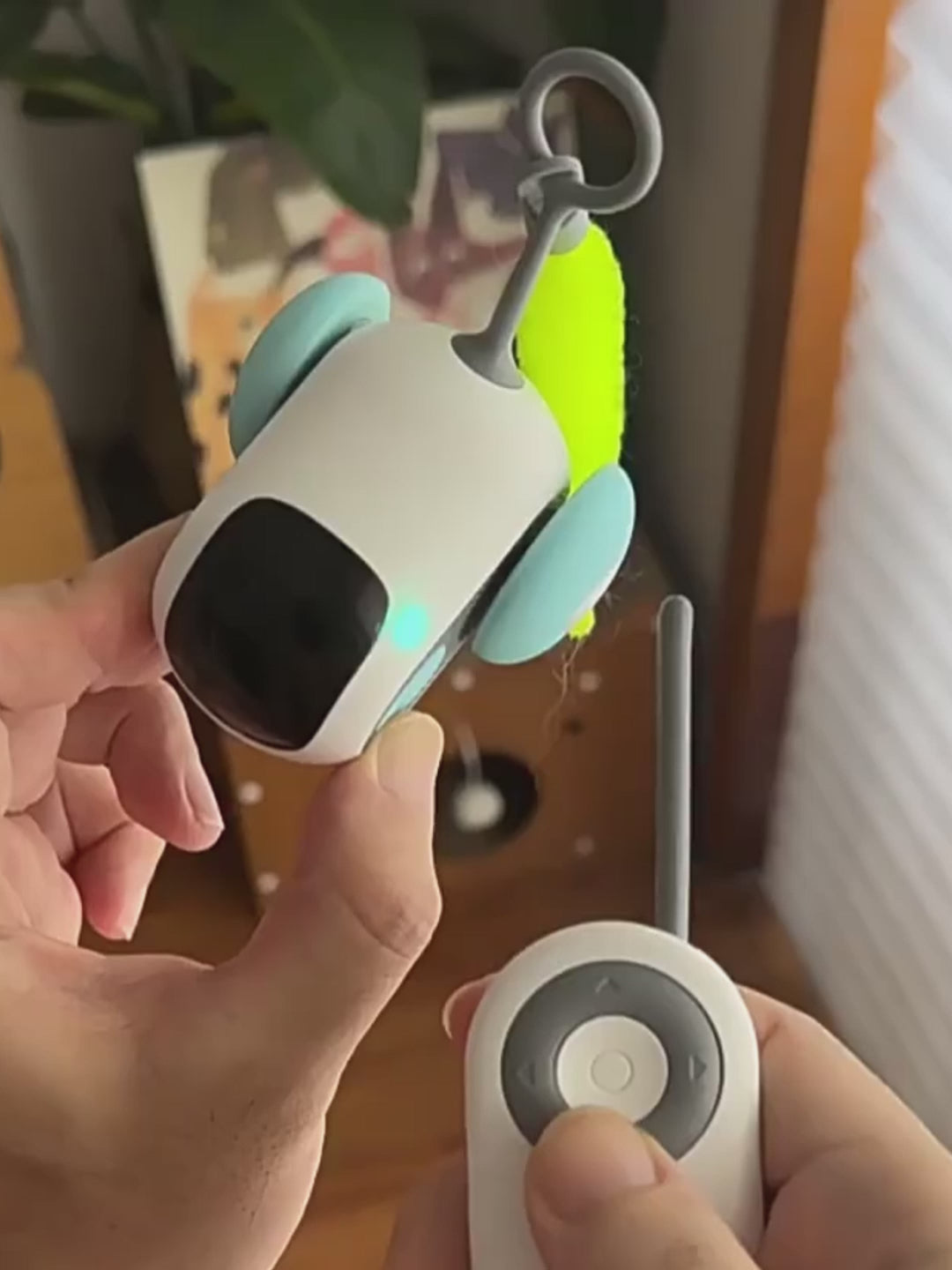 Driving the Pouncebot with the remote while a cat gives chase